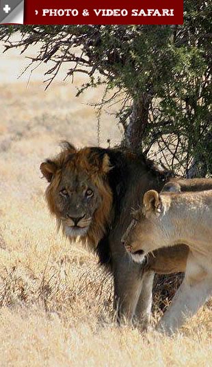 Photo and video Safari