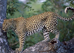 Leopard