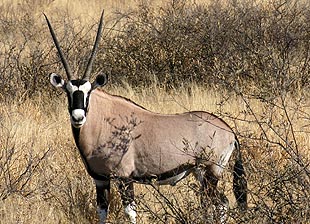 Oryx