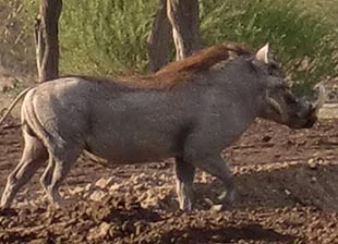 Warthog