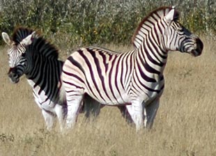 Zebra